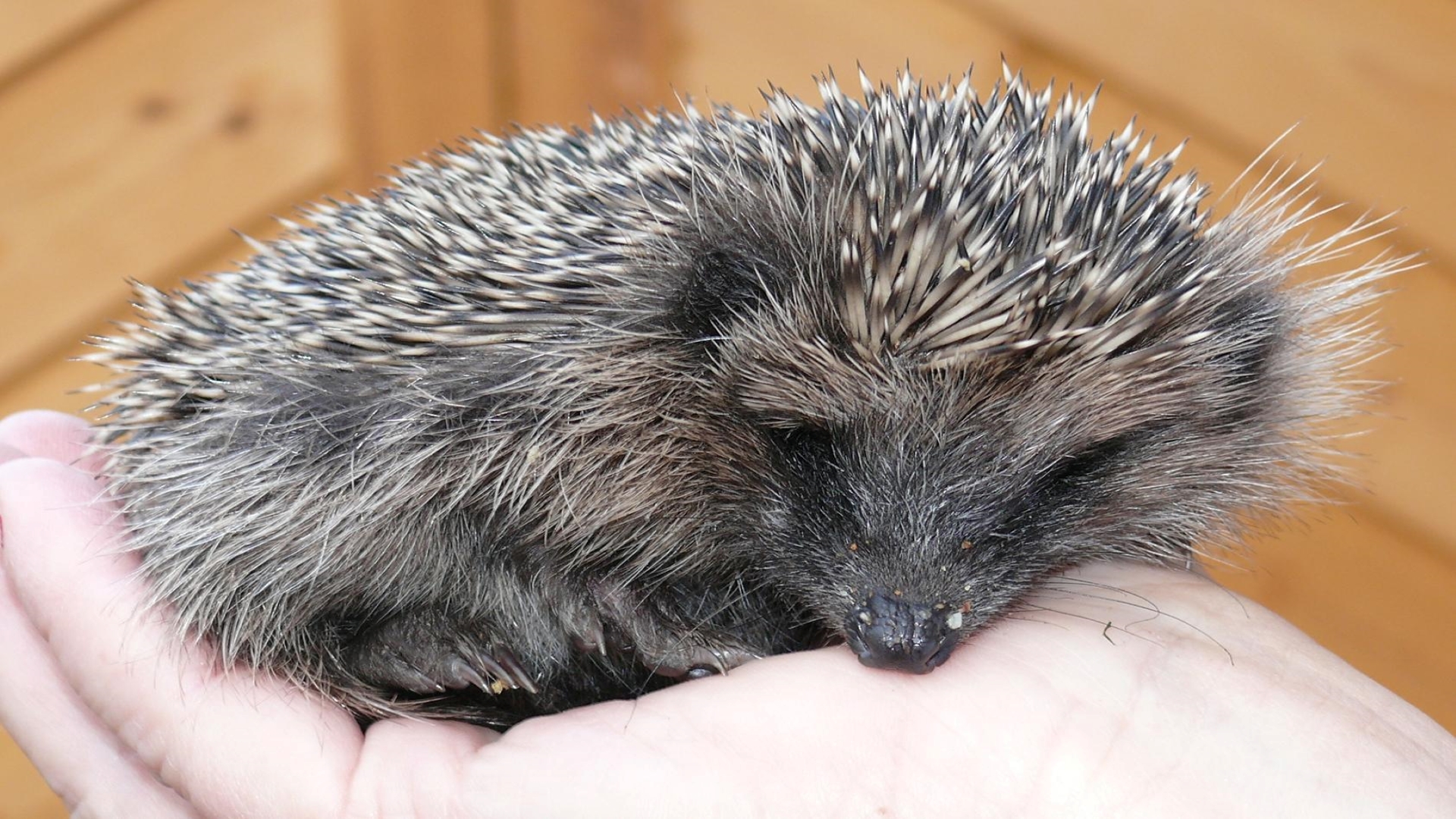 Igel